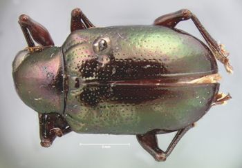 Media type: image; Entomology 9791   Aspect: habitus dorsal view